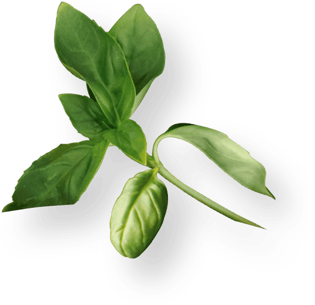 banner shape